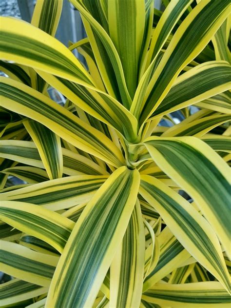 Dracaena reflexa Variegata | Wholesale Nursery - Nurseries in Melbourne, Sydney & Brisbane ...