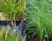 Seeds for Planting Carex Pensylvanica Seeds Pennsylvania - Etsy