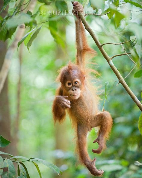 Cute Baby Orangutan Photo | Baby Animal Prints by Suzi