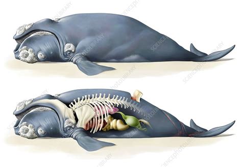 Whale Shark Anatomy Diagram