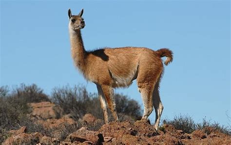 The Diverse Wildlife in Bolivia - Bolivia Hop