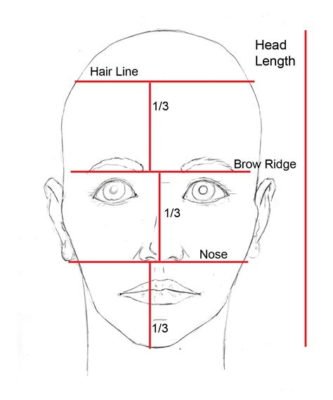 human face proportions drawing - Big League Memoir Picture Galleries