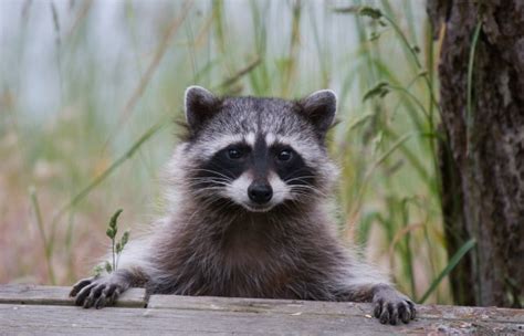 Raccoon Photos | ThriftyFun