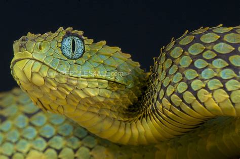 Bush viper / Atheris squamigera | Snake facts, African bush viper, Snake