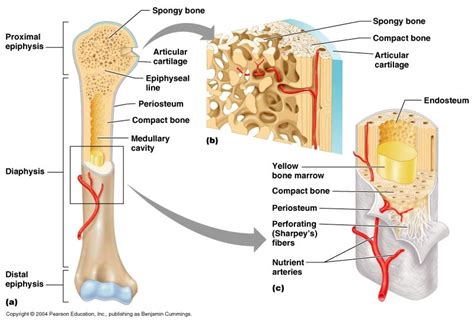 Anatomy Quiz : Types of fractures, Anatomy of the Long bone, Functions of the Skeletal System ...