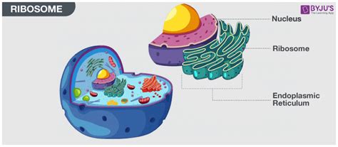 What Are Ribosomes? - Definition, Structure and its Functions