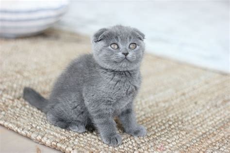 Short Haired Scottish Fold Kittens For Sale | domainecooncatsny