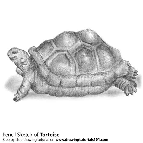 Tortoise Pencil Drawing - How to Sketch Tortoise using Pencils : DrawingTutorials101.com