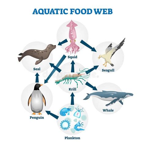 Aquatic food web vector illustration. Labeled educational water life scheme. Wildlife cycle as ...