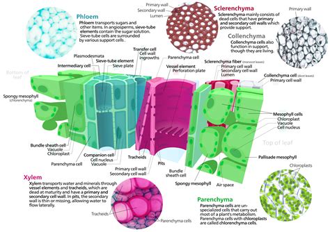 Xylem Phloem Microscope Slides Plant Cell Png