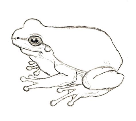 Frog Simple Drawing at PaintingValley.com | Explore collection of Frog ...