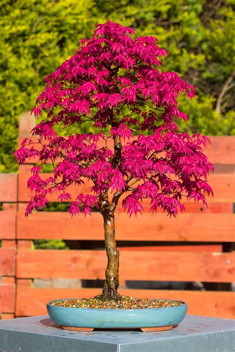 How to Grow a Japanese Maple Bonsai | Gardener’s Path