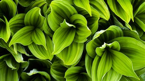 Green Plant Leaves HD Wallpaper | Background Image | 1920x1080 | ID:677814 - Wallpaper Abyss