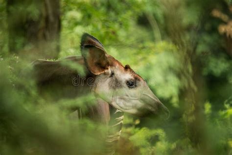 Okapi Okapia Johnstoni, Forest Giraffe or Zebra Giraffe, Artiodactyl Mammal Native To Jungle or ...