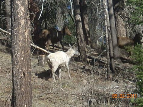 A3 Trophy Hunts LLC : Spring Scouting & Albino Elk