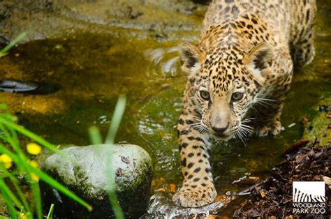 Woodland Park Zoo Blog: Jaguar cubs take first practice steps outside