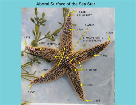 What Is the Lower Surface of the Starfish Called - TracekruwVelez