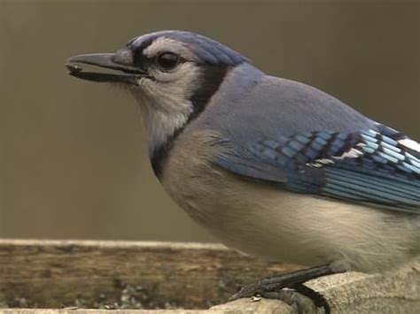 Blue Jay Identification, All About Birds, Cornell Lab of Ornithology - oggsync.com