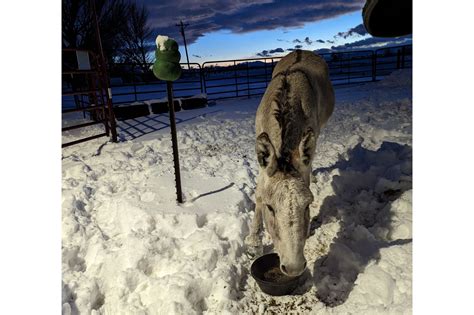 Alfalfa Cubes vs. Pellets: What's Best for Your Horse? - Horse Rookie