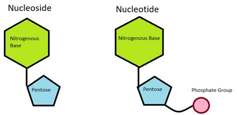 5 Difference Between Nucleotide And Nucleoside With Examples - VIVA DIFFERENCES