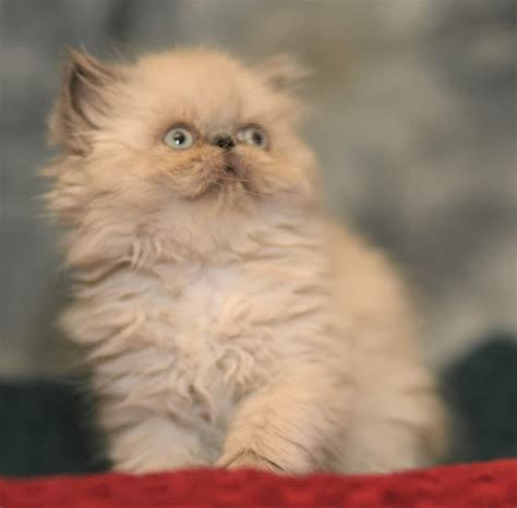 Find Himalayan Cat Breeders Near Me | Pets4You