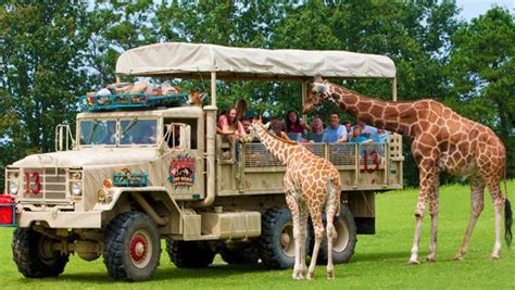 Review: A Look at the Safari Tour at Six Flags Great Adventure - In the Loop