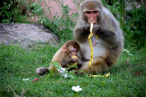 Monkey Eating Bananas · Free Stock Photo