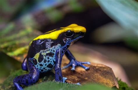 13 Interesting Poison Dart Frogs Facts - Rainforest Cruises