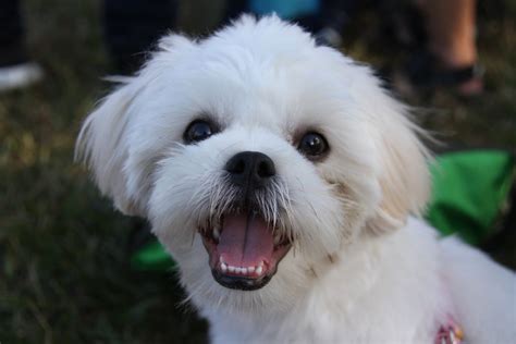 The Maltese Shih Tzu Complete Mix Breed Guide Animal Corner, 42% OFF