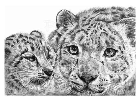 Animal Drawings by Angela of Pencil Sketch Portraits