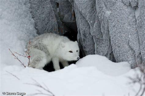 Adaptations - THE ARCTIC FOX