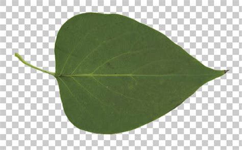 Free Pictures Of Leaves : Leaves Free Vector Download 4 601 Free Vector For Commercial Use ...