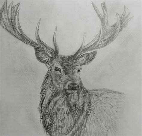 Deer Face Sketch at PaintingValley.com | Explore collection of Deer Face Sketch