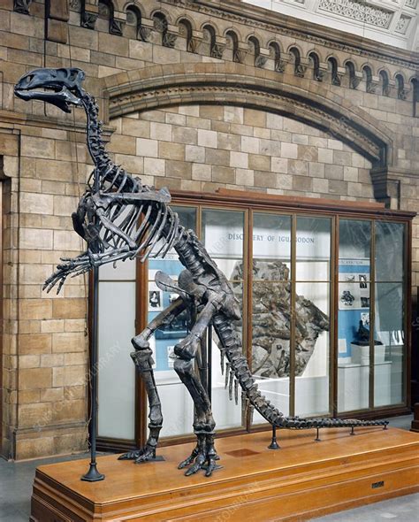 Iguanodon dinosaur, fossil skeleton - Stock Image - C016/4890 - Science ...