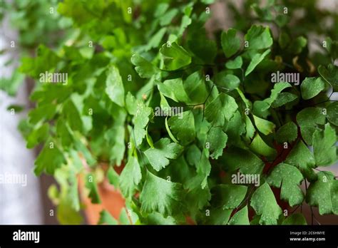 Green triangular leaves of a home plant Stock Photo - Alamy