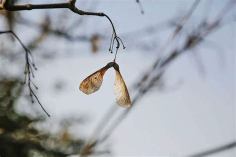 Helicopter Seeds and the 4 Maple Trees that Produce Them | Environment Buddy