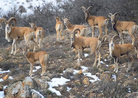 Photograph Urial wild sheep by alireza eshtiaghi on 500px