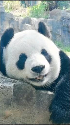 Lazy Panda [Video] | Animals beautiful, Panda art, Cute animals