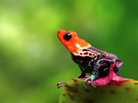 poison arrow frog Peru Amazon rain forest Photograph by Dirk Ercken ...