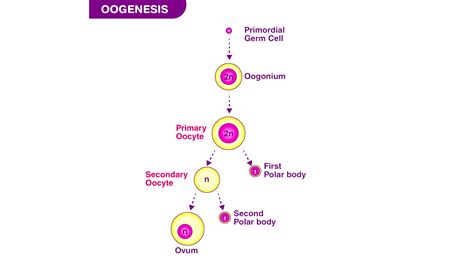 What is the fate of the polar bodies during oogenesis?