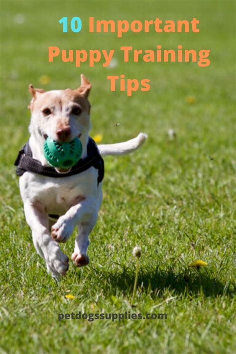 10 Important Puppy Training Tips | Puppy training, Puppy training tips, Crate training dog