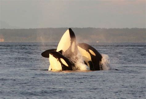 Orca pods put on a show as they play in the Salish Sea | Killer whales, Whale, Orca