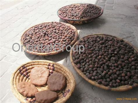 Argan Tree Seeds,Morocco Organic Pure Argan Oil / Argania spinosa price ...