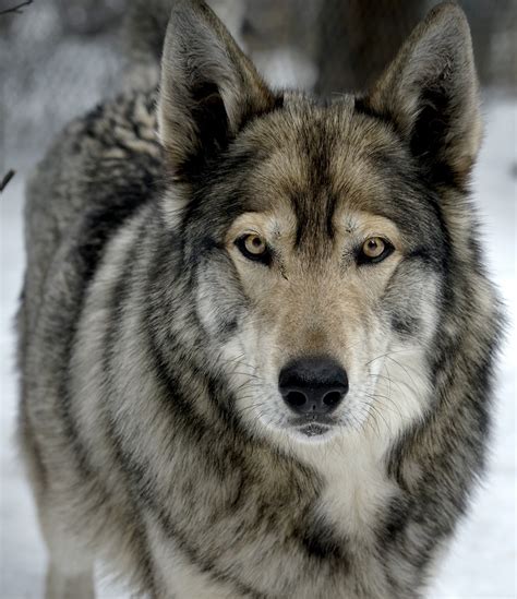 Would a dog mate with a wolf? The Ultimate Guide – KeepingDog