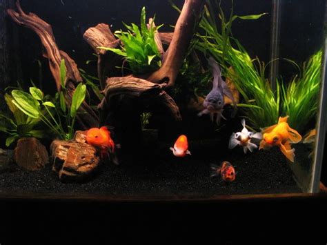 Goldfish aquarium ideas - yuqust