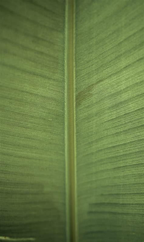 Green Leaf Close-up - PixaHive