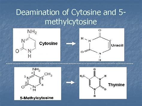 Deamination of Cytosine and 5 methylcytosine