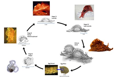 Life Cycle | Aplysia | Rosenstiel School of Marine and Atmospheric Sciences