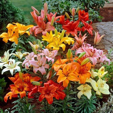 KOLKATA ORCHID ONLINE Asiatic Lily/Lilium Asiatica Flower Bulbs - Pack of 12 Imported Bulb { 1 ...