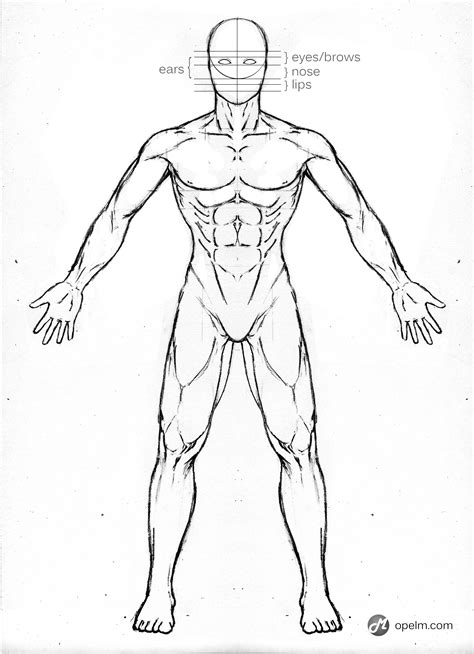 Male Anatomy Drawing Model - Front by Gourmandhast on DeviantArt